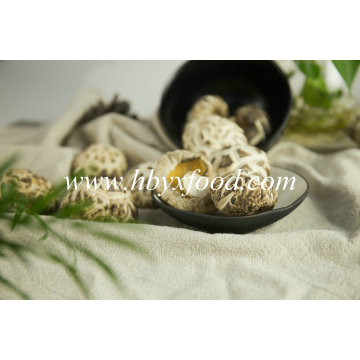 Dried Great White Flower Mushroom Organic Food